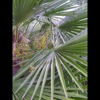 Palmier chanvre de Chine - Trachycarpus fortunei (fam Palmaees) (centre de la Chine) (02)